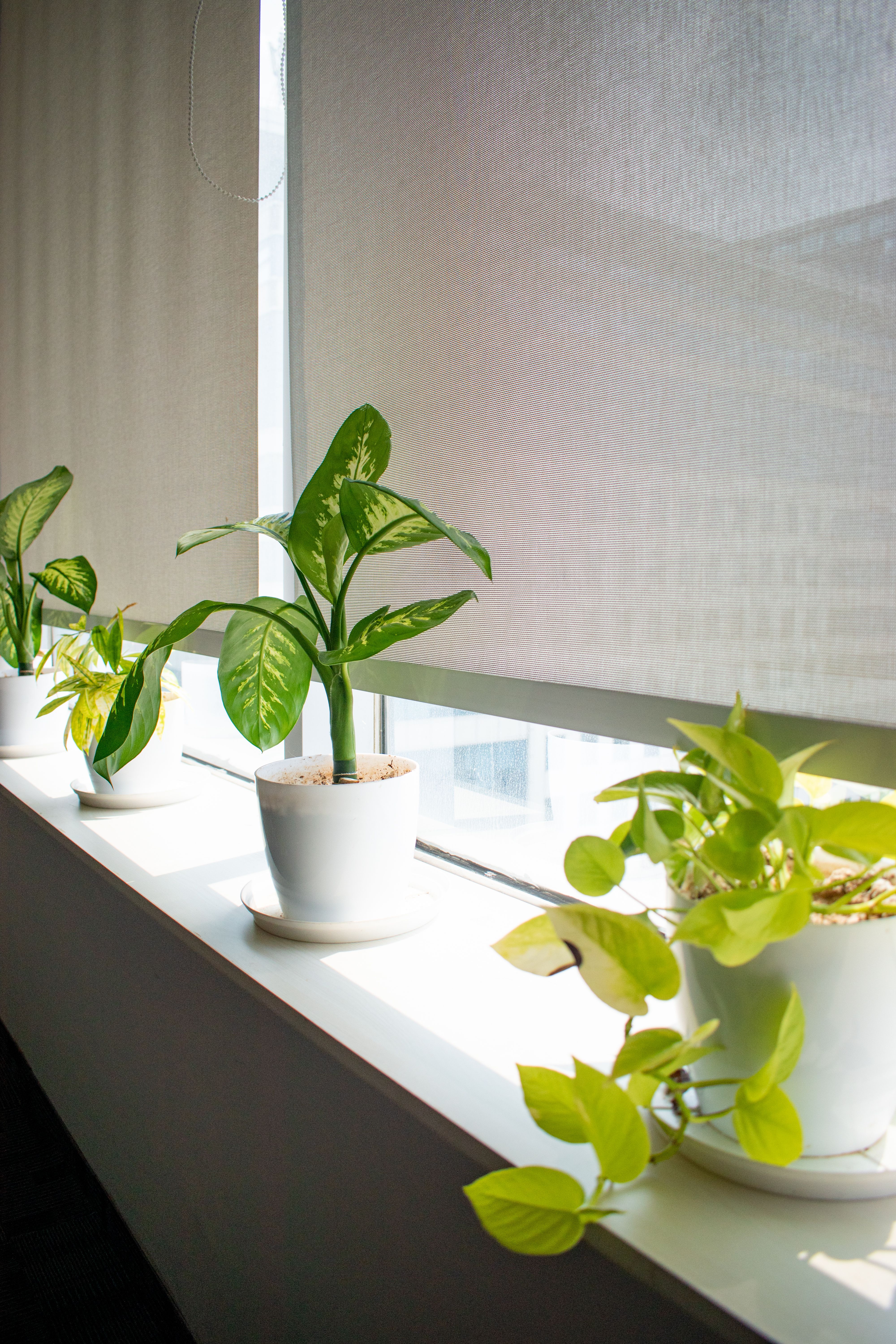 Professional window installation service